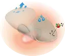 2.webp